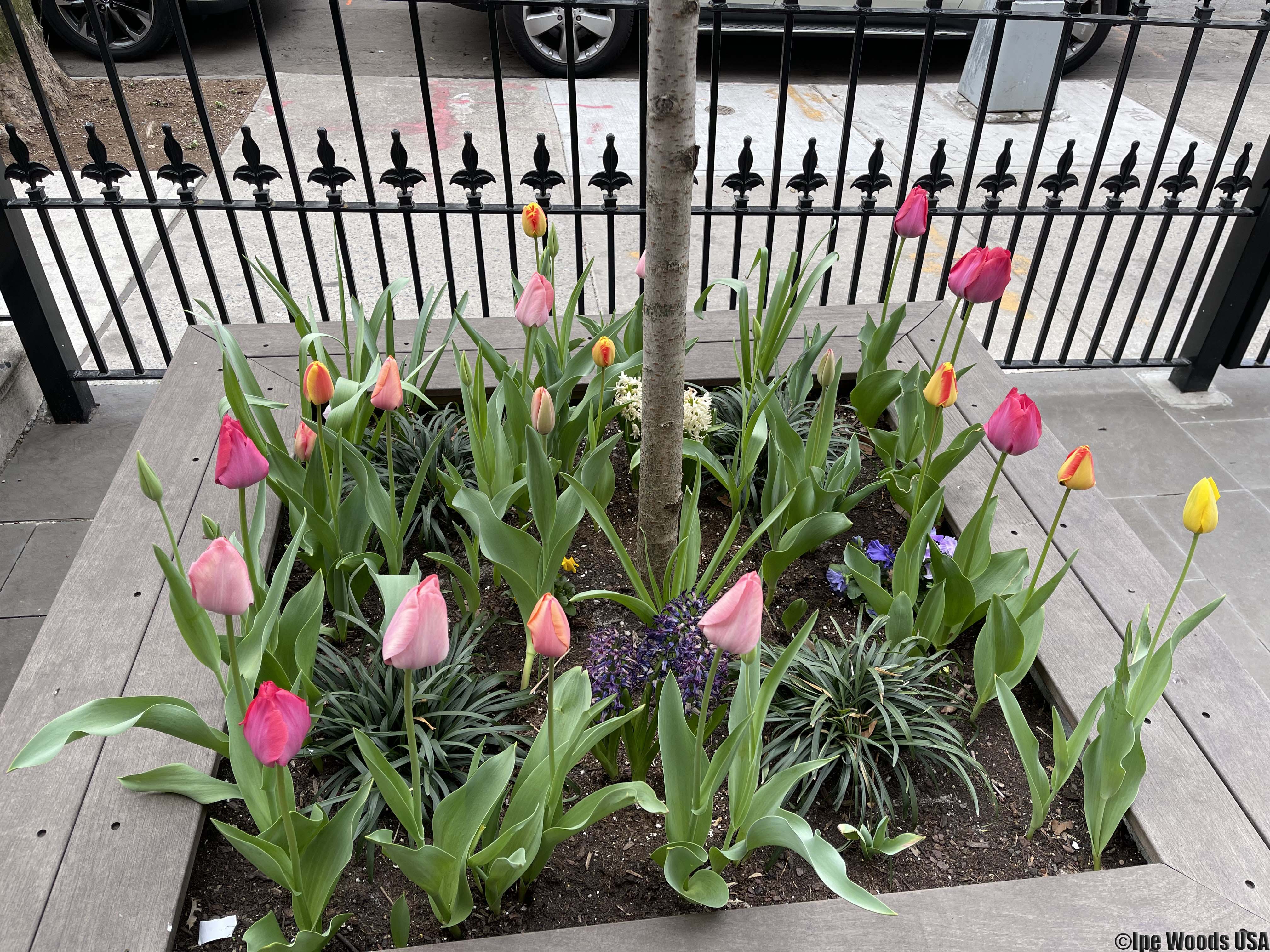 Customer Project's Decking